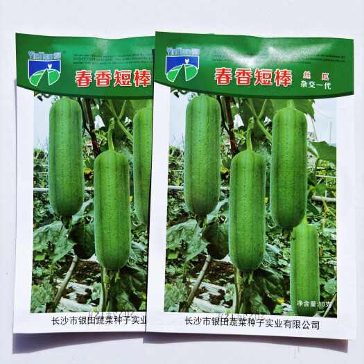 沭阳县春香短棒丝瓜种子高产早熟肉丝瓜香丝瓜爬藤春夏秋季四季蔬菜种籽