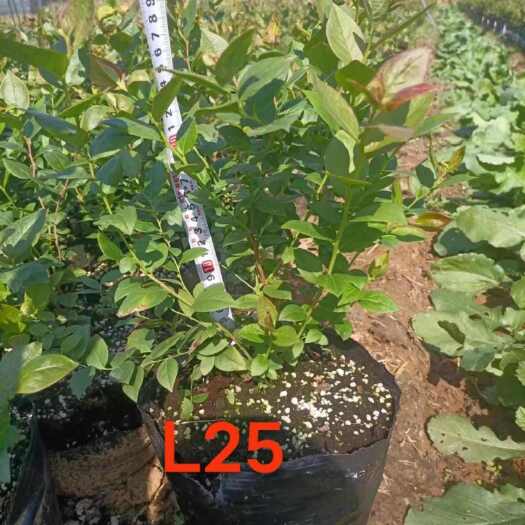 蓝莓苗 L25 早熟大果脆甜 脱毒组培苗 品种保证 基地直发