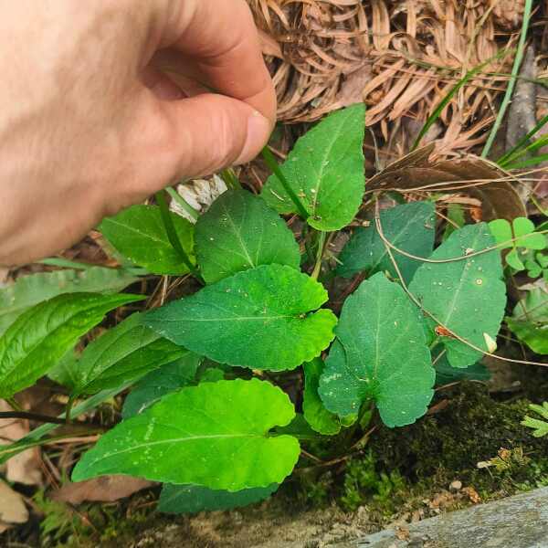 紫花地丁，堇菜、光瓣堇菜、光萼堇菜，贵州大山自然生长非种植