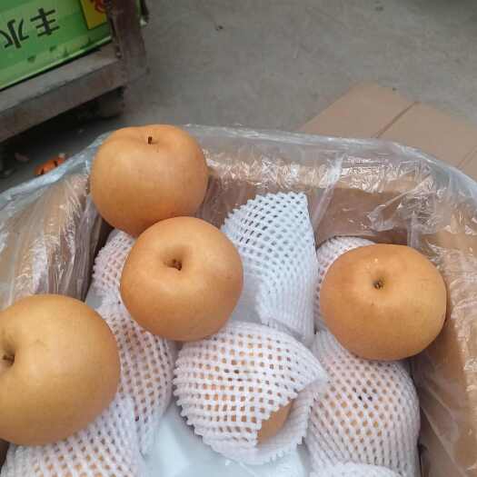 长沙丰水梨