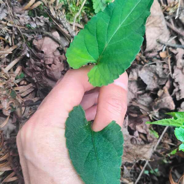 紫花地丁，堇菜、光瓣堇菜、光萼堇菜，贵州大山自然生长非种植