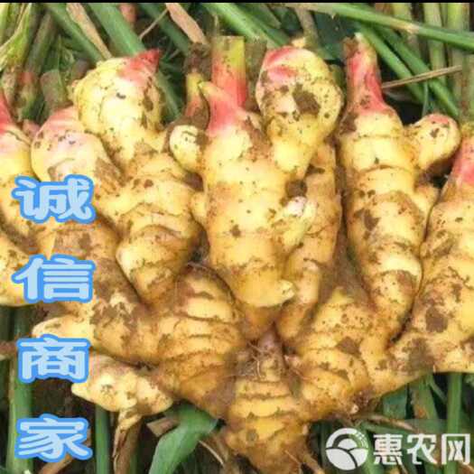 沂水县小黄姜产地 优质小黄姜 常年供应 保质保量 全国物流发货