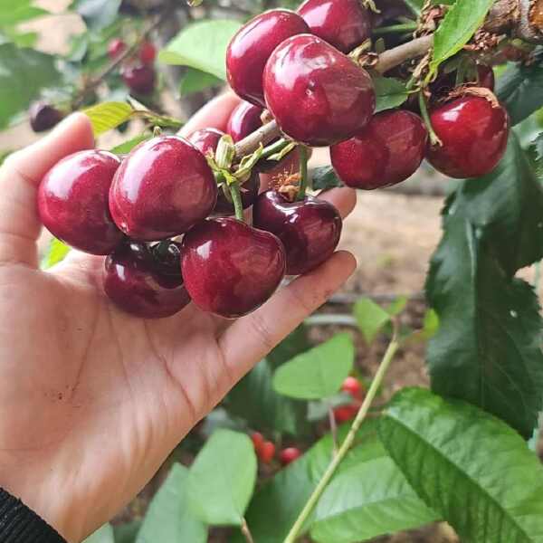 大连美早樱桃大量上市，货量充足