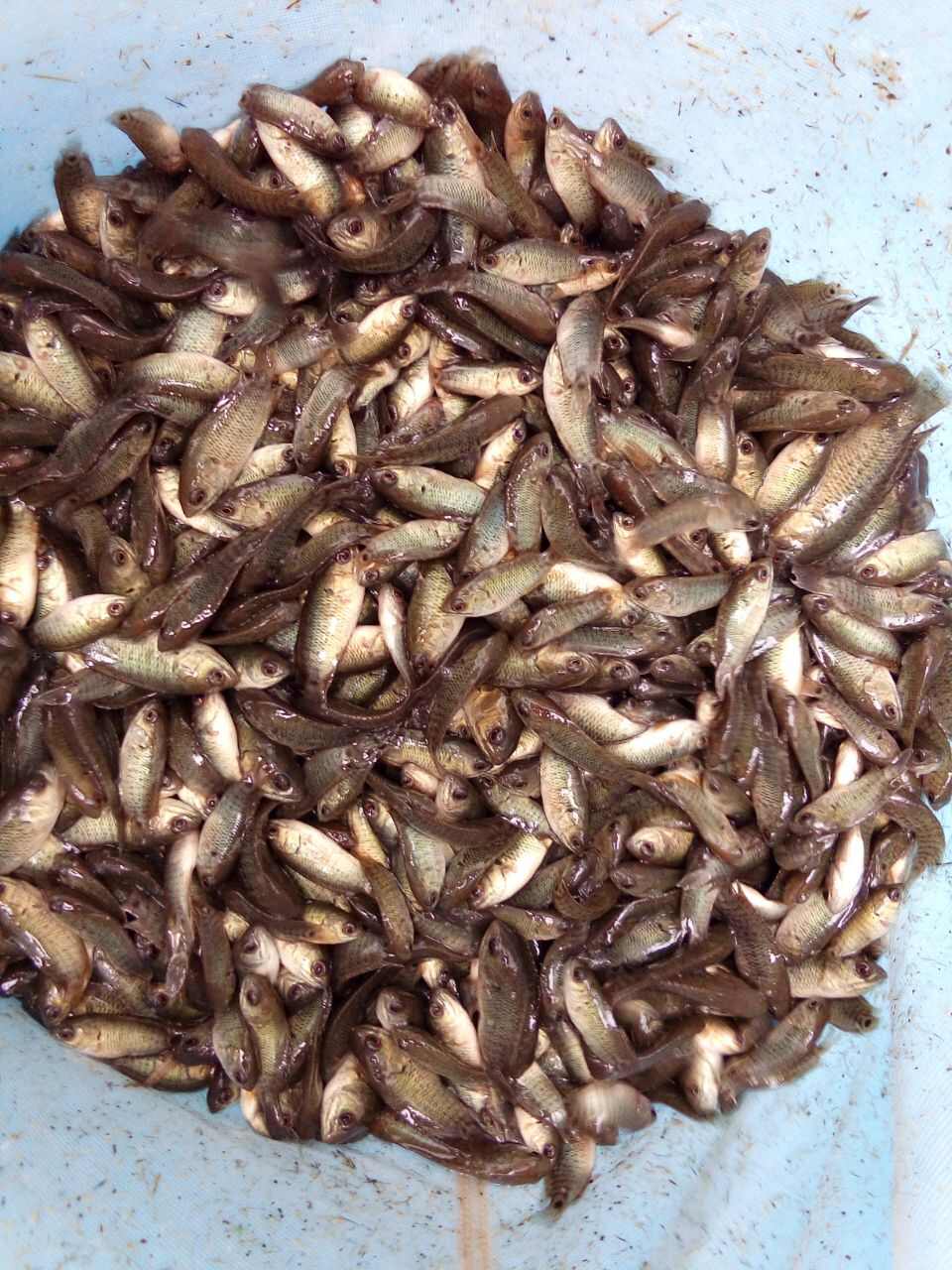 过山卿攀鲈三毛鱼双飞鱼海南婆婆双鳗鱼苗