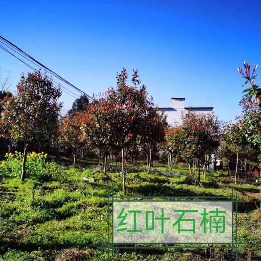 利川市红叶石楠