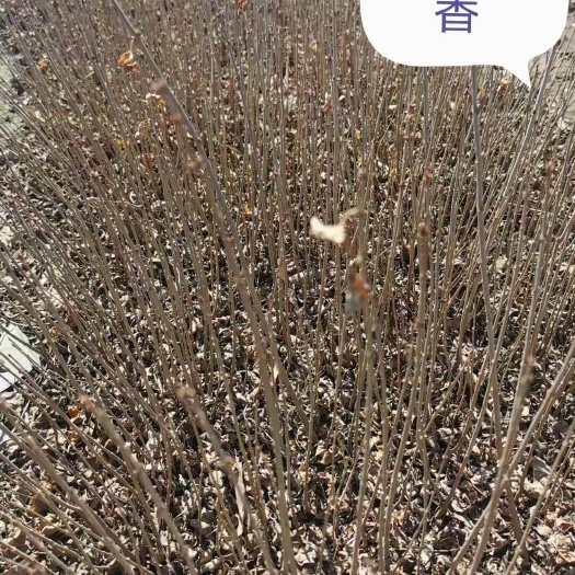 安达市大量出售小叶丁香，60厘米起步3分枝以上，保证质量量大