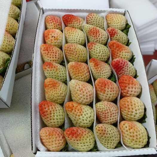 巧家县蒙特瑞草莓