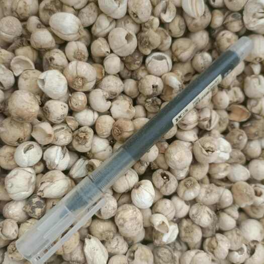 最后一批中小颗粒，出完等两个月产新。