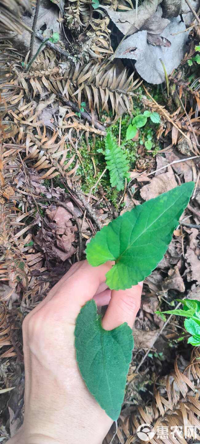 紫花地丁，堇菜、光瓣堇菜、光萼堇菜，贵州大山自然生长非种植