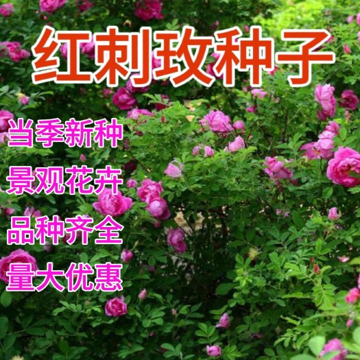 红刺玫种子玫瑰月季花种子蔷薇科刺玫种子四季开花庭院阳台盆栽
