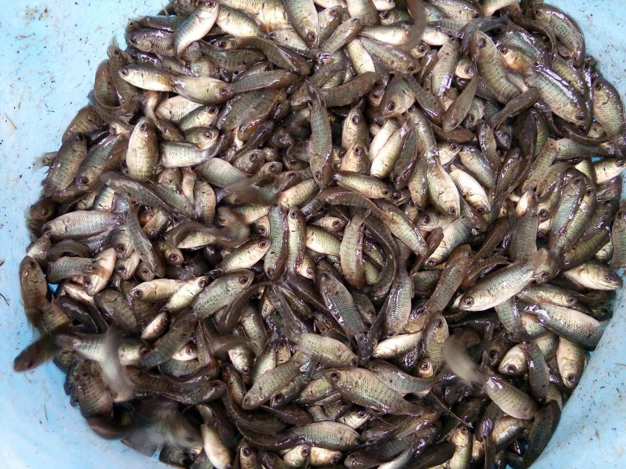 过山卿攀鲈三毛鱼双飞鱼海南婆婆双鳗鱼苗