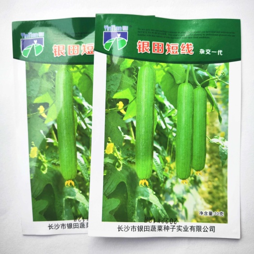 沭阳县银田短线丝瓜种子高产早熟肉丝瓜香丝瓜爬藤春夏秋季四季蔬菜种籽