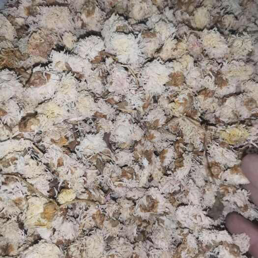 亳州菊花（亳菊花药菊）