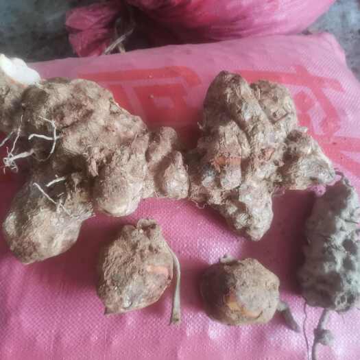 隆林县土茯苓 天然老土生鲜块根，产自桂西 ，白肉粉质香甜