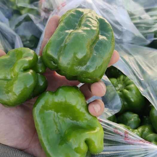 商河县万亩太空椒大量上市了 小青椒大量有货