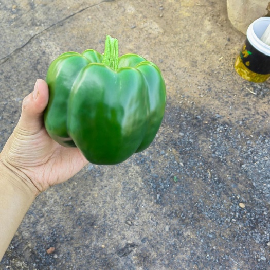 圆椒