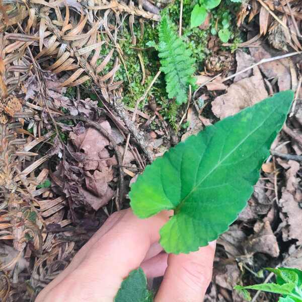 紫花地丁，堇菜、光瓣堇菜、光萼堇菜，贵州大山自然生长非种植