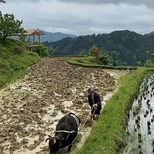 黎平县正宗自留老品种香禾糯米 贵州高山天然生态雨水灌溉