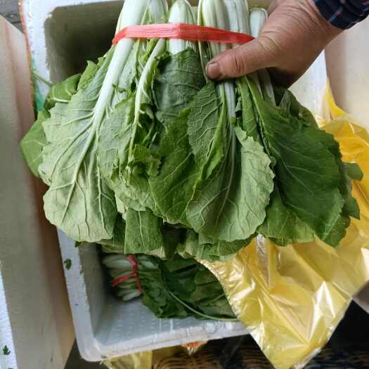 东营叶菜