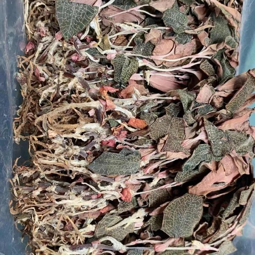 金线莲