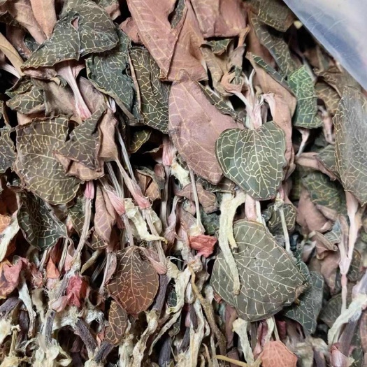 金线莲