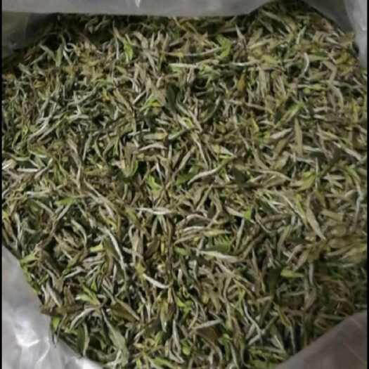 霞浦县农户自家的荒野白茶，自产自卖