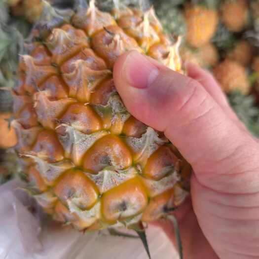 澄迈县当季菠萝