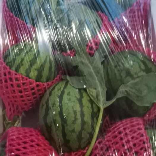 天津西瓜