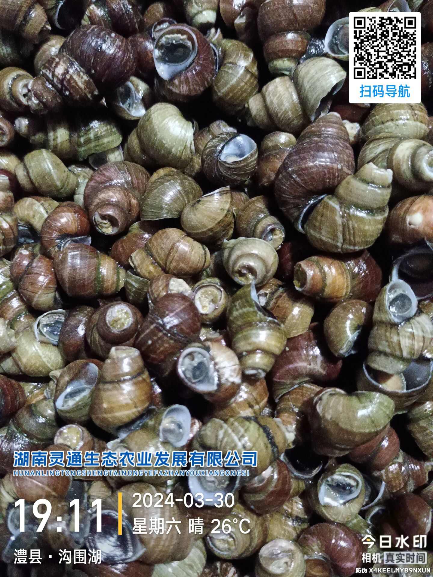常年供应各类螺肉，箭尾螺！