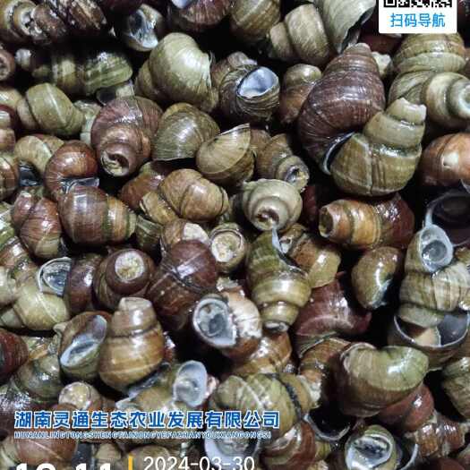 澧县常年供应各类螺肉，箭尾螺！