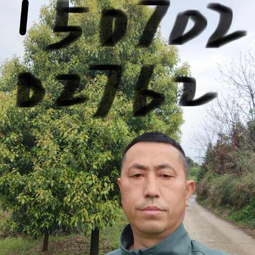 德安县截杆香樟12，截杆香樟14，截杆香樟价格
