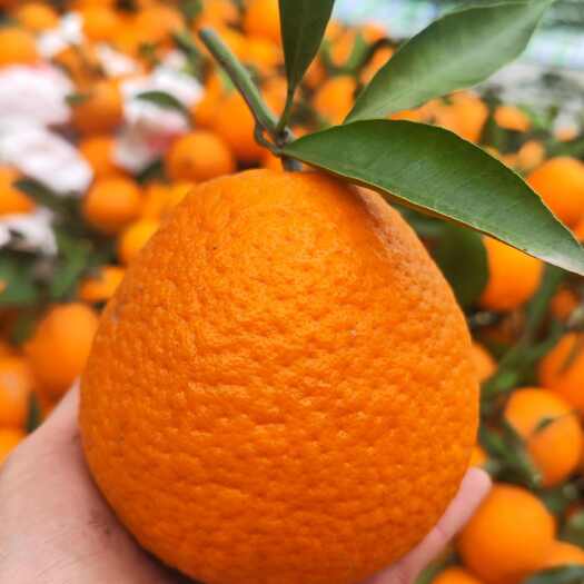 仁寿县青见批发