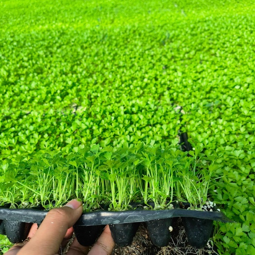献县河北沧州，法国皇后芹菜苗，最后15万颗，需要抓紧联系