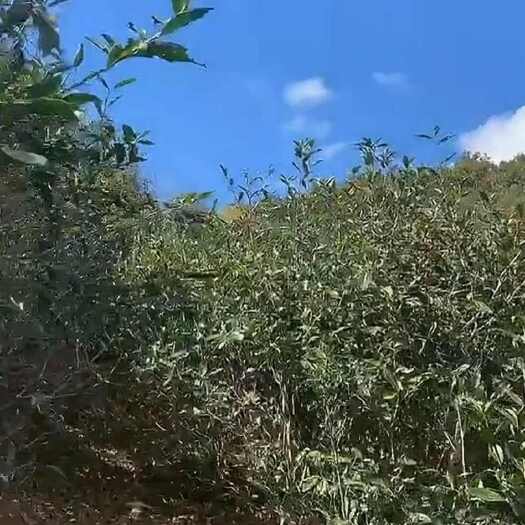 霞浦县福建荒野白茶，农户自家自产自卖，可以散卖或批发