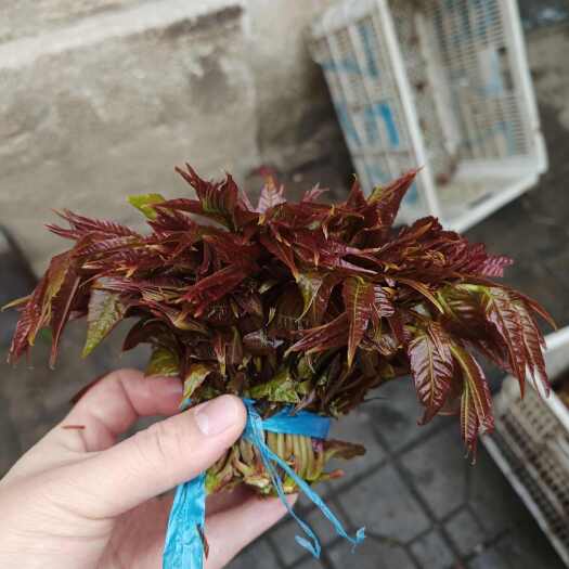 临朐县红油香椿