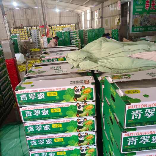 博洋72甜瓜蜜园十八甜瓜产地高温大棚种植量大糖度高
