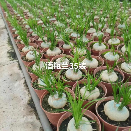 漳州酒瓶兰 自家基地批量销售 纸箱包装