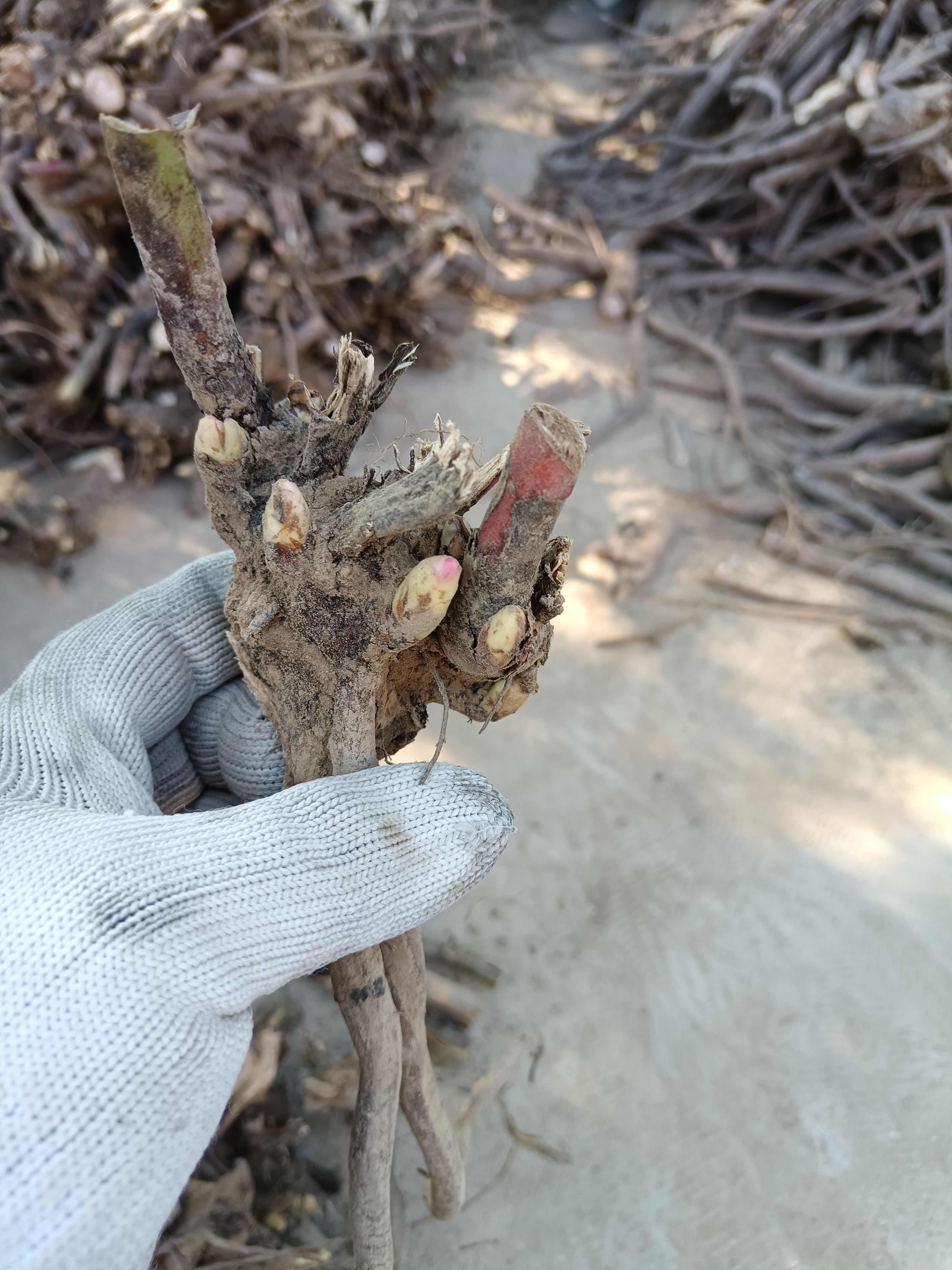 白芍，觀賞白芍二代白芍，白芍芽頭