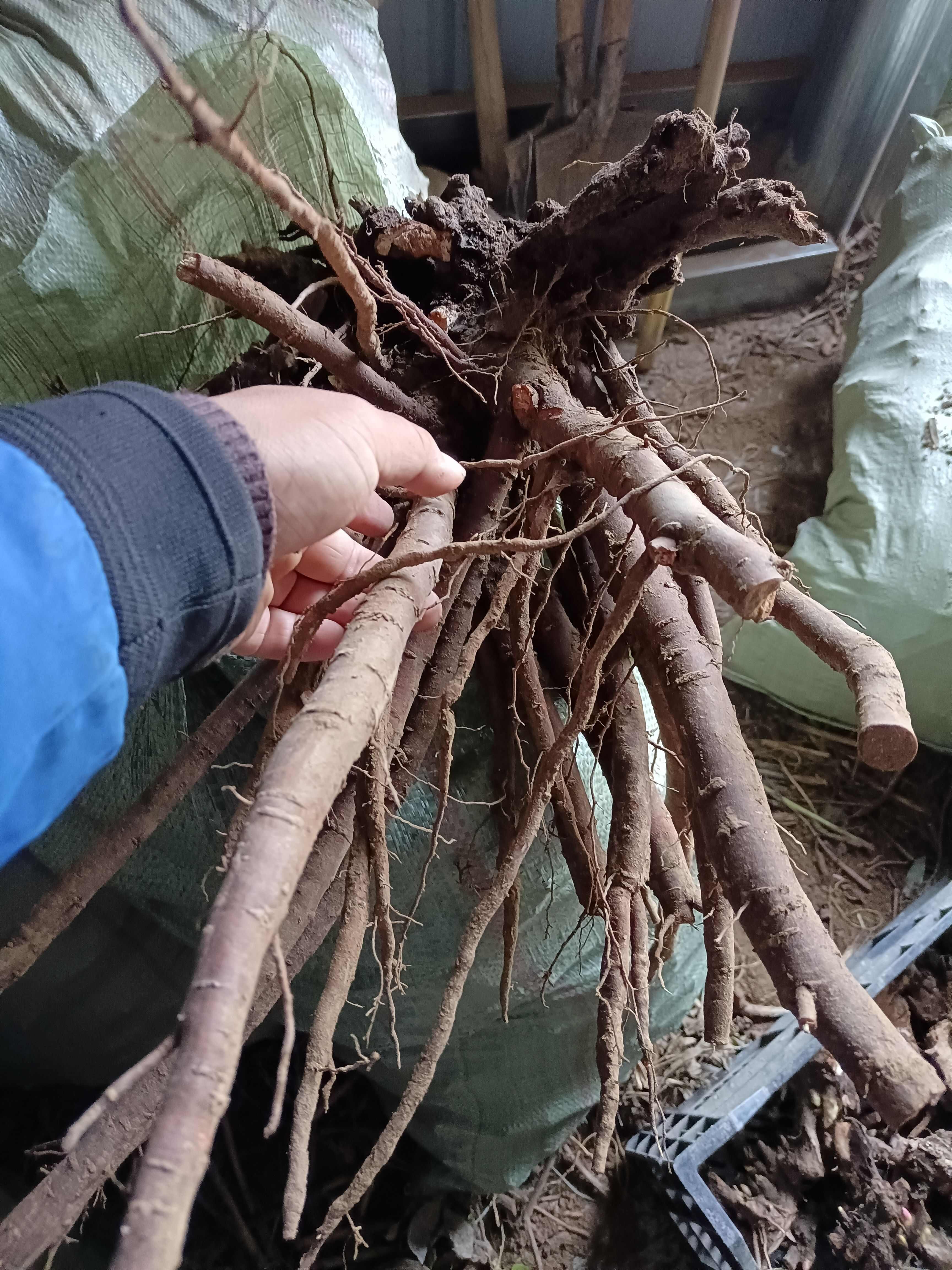 白芍，觀賞白芍二代白芍，白芍芽頭