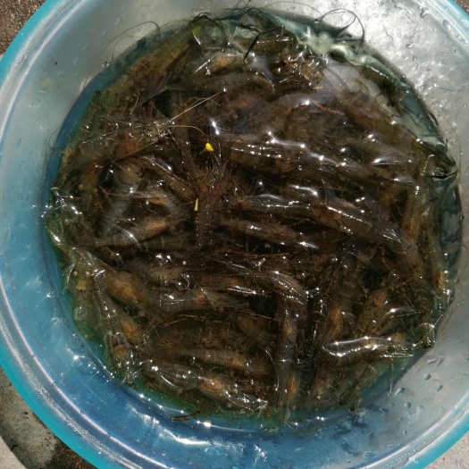  黑壳虾