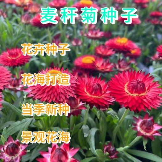 麦秆菊种子易活春季播种菊花种子蜡菊种籽阳台盆栽观赏花卉种籽子