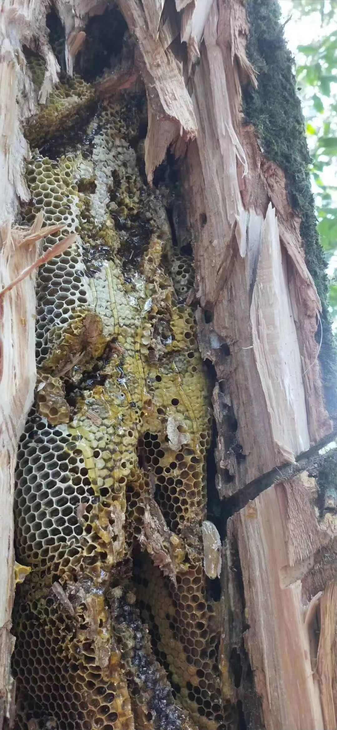 树洞蜜 中华蜜 土蜂蜜 纯野生石缝蜜