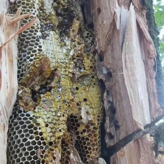 树洞蜜 中华蜜 土蜂蜜 纯野生石缝蜜