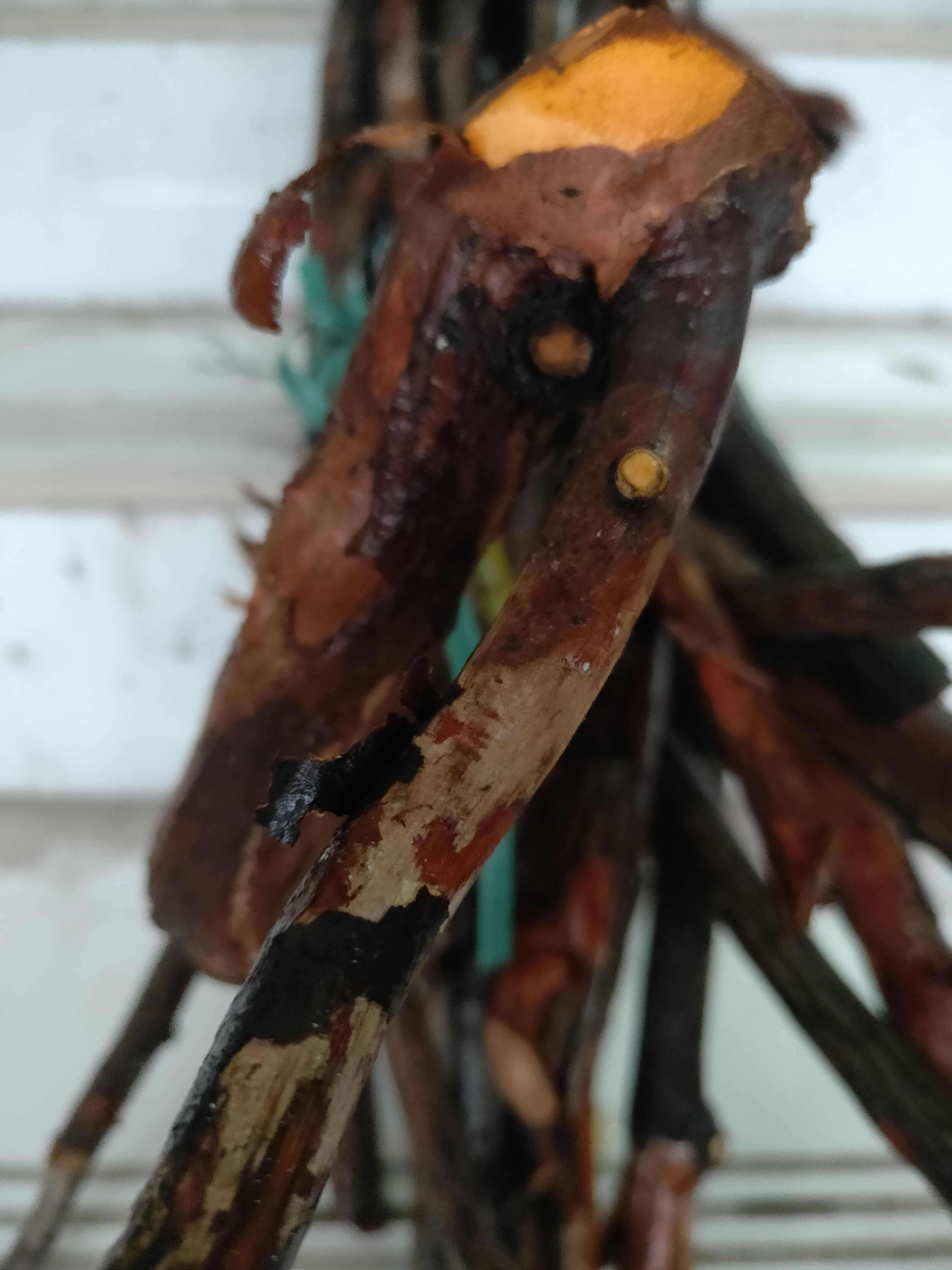 长期供金樱根生鲜货