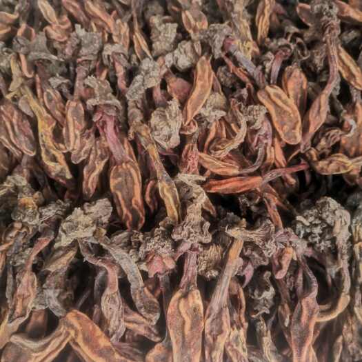 天然回春草 不老草 西南苁蓉 产自天峨—乐业富硒地带品质保证