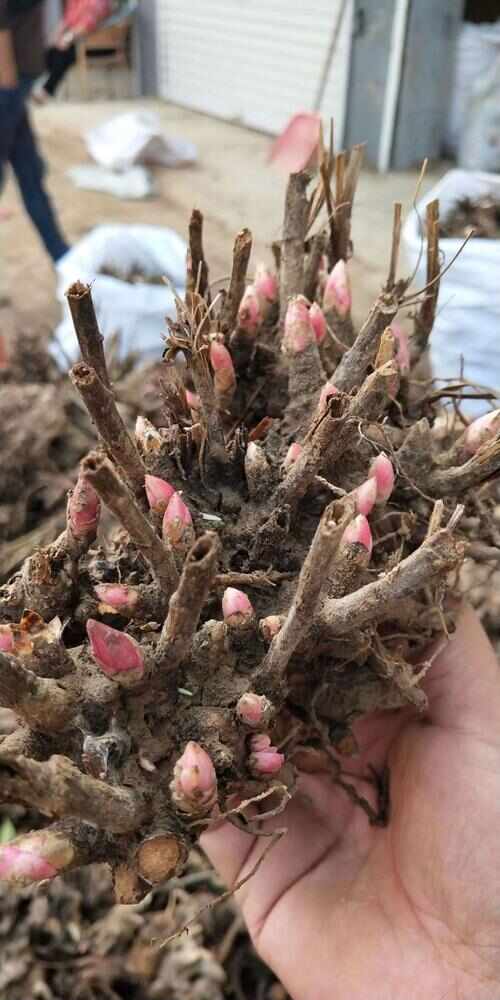 白芍，觀賞白芍二代白芍，白芍芽頭