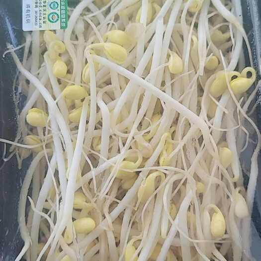 太原有机黄豆芽，绿豆芽预定，非有机黑豆苗豌豆苗预定