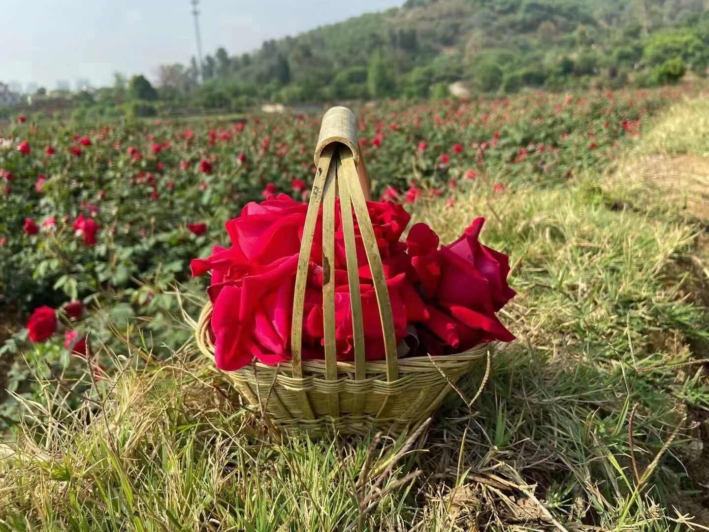 包邮～云南大理头水冻干墨红玫瑰花茶重瓣玫瑰