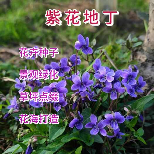 苏州紫花地丁种子，犁头草种子多连生耐寒花卉种籽四季播地被矮生种籽