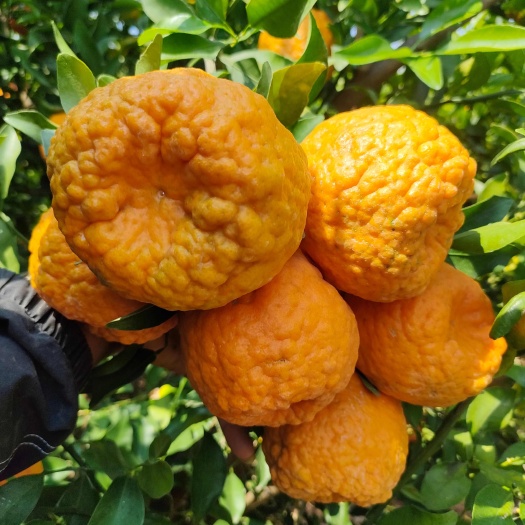 岩溪晚芦 云南晚芦 不知火 丑橘 宾川晚熟碰柑 产地代办供应
